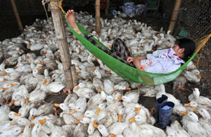Một người bn hng ngủ trong vng bn trn những con vịt tại gian hng của mnh ở ngoại  H Nội vo ngy 20 thng 4 năm 2010. AFP PHOTO / HOANG DINH Nam.